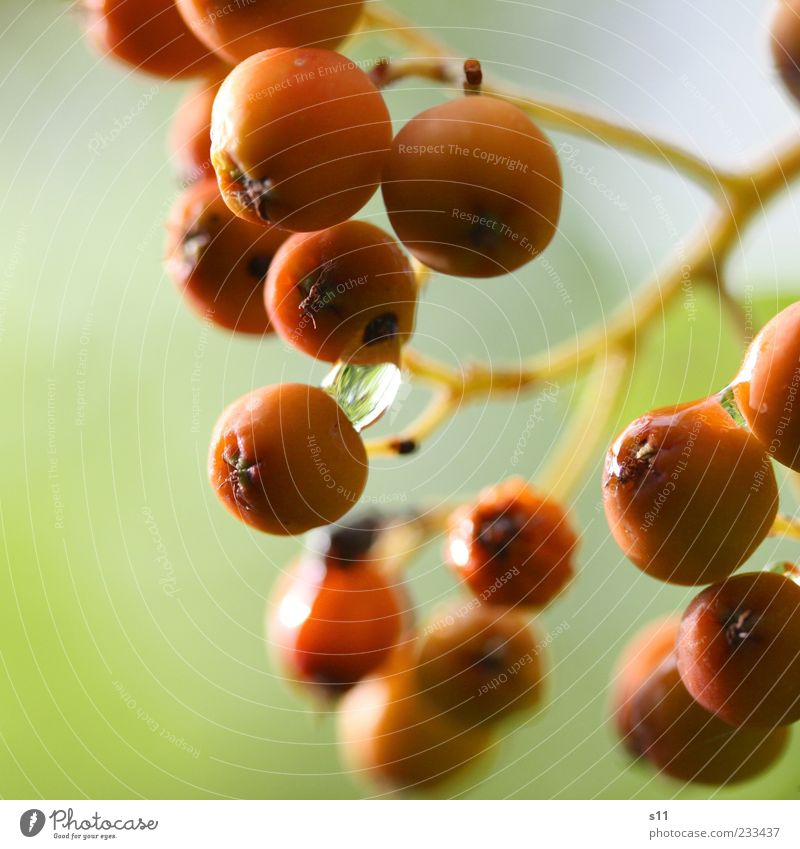 Frühstück für Frau Vogel Umwelt Natur Pflanze berühren glänzend hängen leuchten Wachstum elegant exotisch klein nass natürlich rund grün Beeren Sträucher