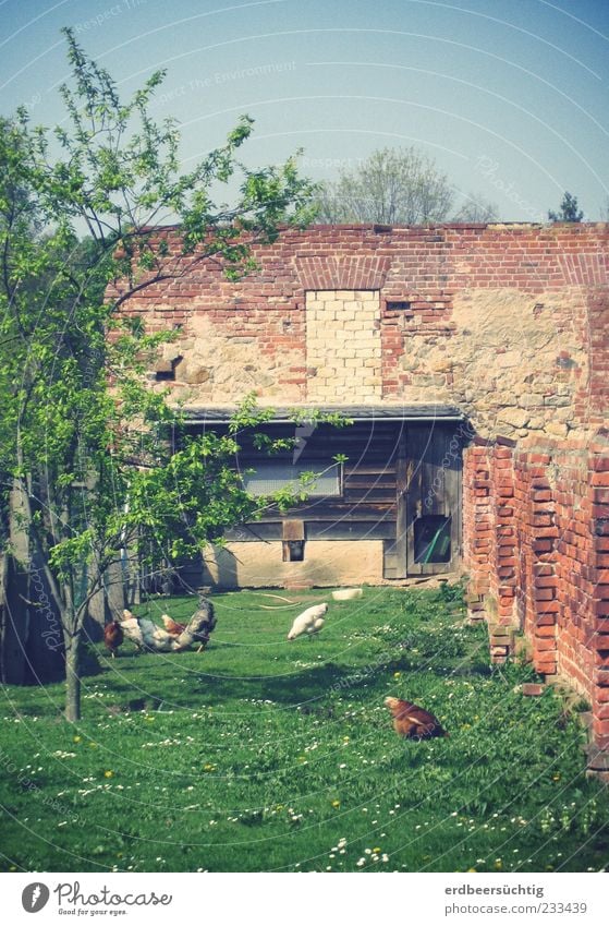 Hühneridyll Lebensmittel Ernährung Natur Frühling Schönes Wetter Pflanze Baum Blume Gras Garten Wiese Dorf Scheune Mauer Wand Backstein Nutztier Hühnerstall