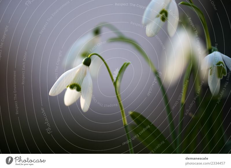 Schneeglöckchen Umwelt Natur Pflanze Tier Eis Frost Blume Blatt Blüte Wildpflanze Garten Wiese Blühend Wachstum Duft frisch kalt natürlich wild grün weiß