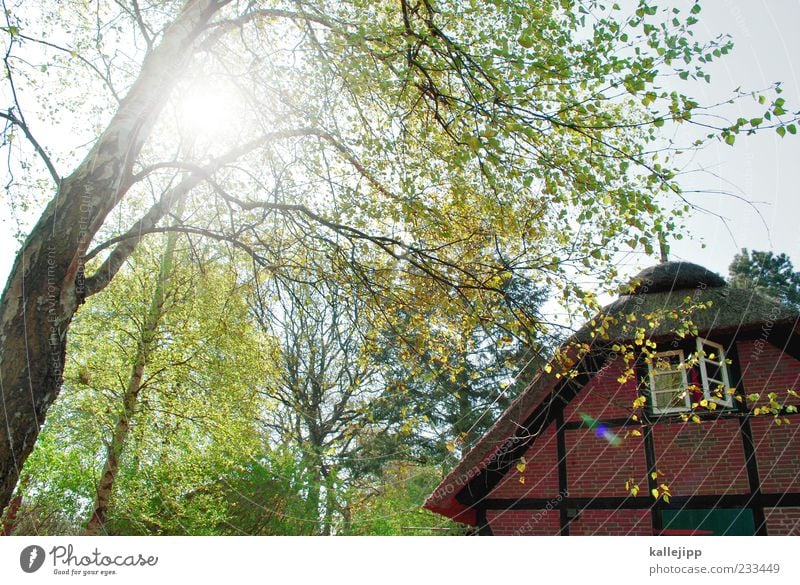 ruhe Lifestyle Sonne Häusliches Leben Wohnung Haus Traumhaus Garten Fassade Fenster Dach nachhaltig Nostalgie Schleswig-Holstein Fachwerkhaus Reetdach Backstein