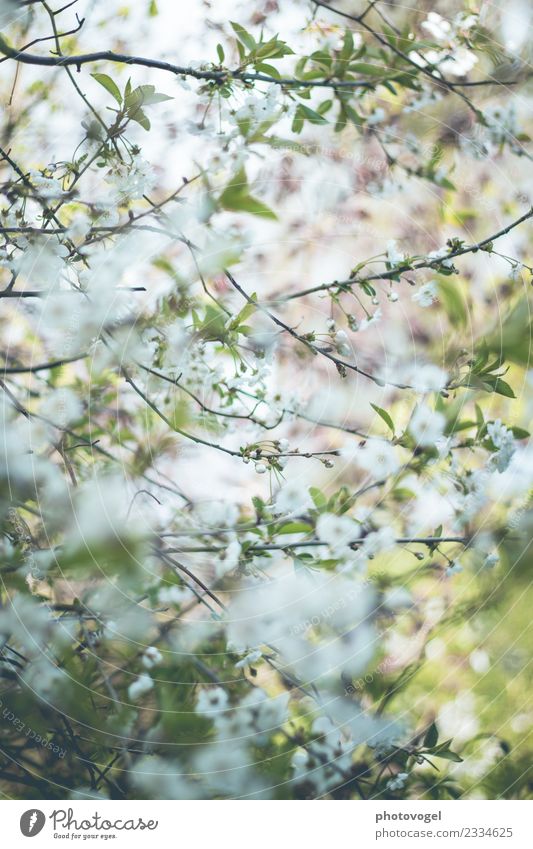 Blütenmeer Natur Pflanze Blume Sträucher Blatt Garten Duft frei Freundlichkeit Fröhlichkeit schön grün weiß Freude Glück Zufriedenheit Lebensfreude