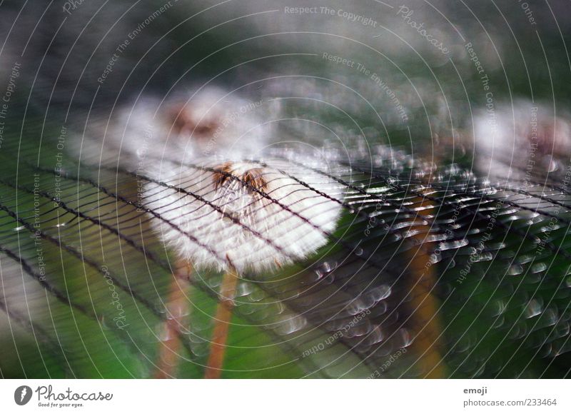 gefangene Freiheit Natur Pflanze Frühling Blume weich Löwenzahn Gegenteil Netz Wachstum Symbole & Metaphern Farbfoto Außenaufnahme Nahaufnahme Muster