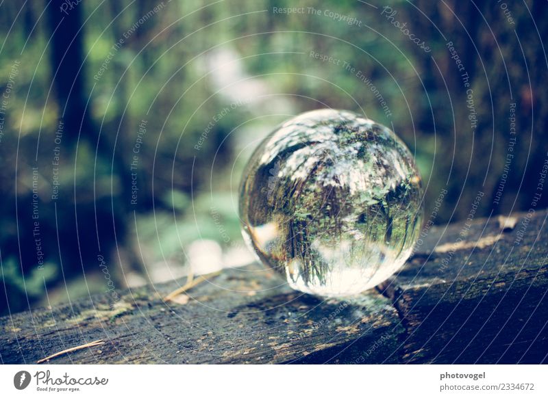 Waldkugel Umwelt Natur Baum natürlich rund Zufriedenheit Akzeptanz Vertrauen Sicherheit Verantwortung achtsam Gelassenheit geduldig ruhig Kugel Glaskugel