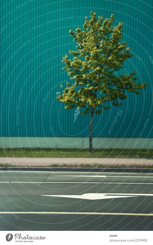 Umweltzone Natur Urelemente Klima Baum Stadt Gebäude Mauer Wand Fassade Verkehrswege Straße Verkehrszeichen Verkehrsschild Schilder & Markierungen Pfeil