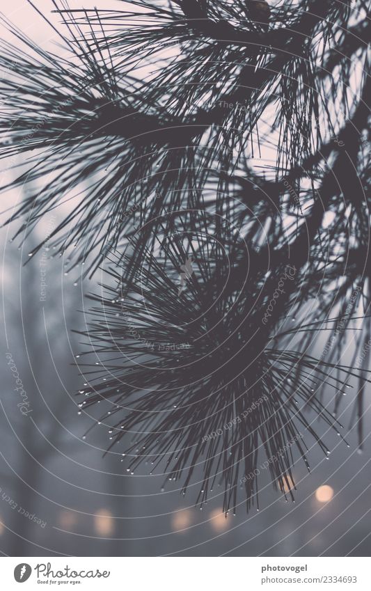 #2334693 Natur Pflanze Herbst Nebel Regen Baum Sträucher Garten Gefühle Stimmung Trauer Tropfen stachelig dunkel Farbfoto Gedeckte Farben Außenaufnahme