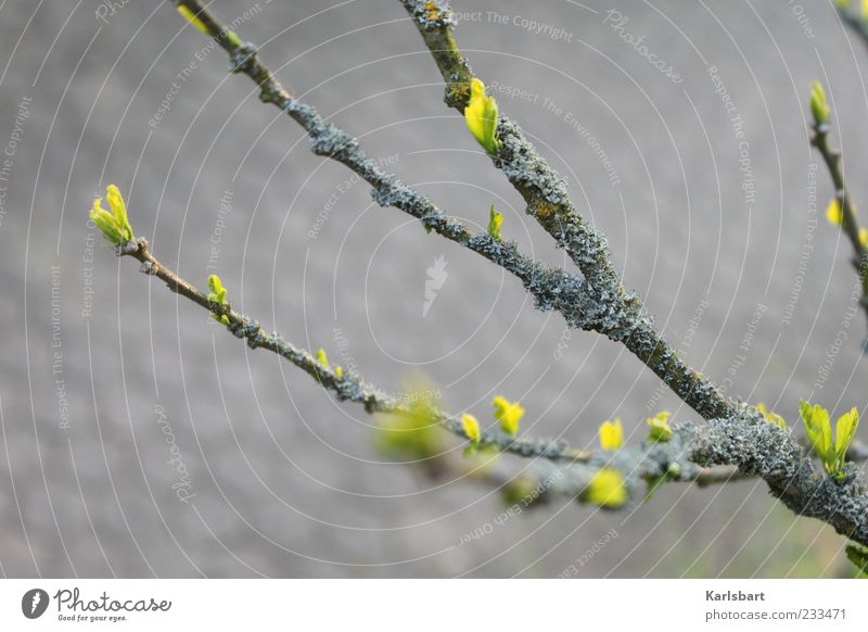 hoffnung. Leben harmonisch ruhig Umwelt Natur Pflanze Frühling Baum Blatt Grünpflanze Beginn Hoffnung Wachstum Wandel & Veränderung sprießen Baumschössling Ast