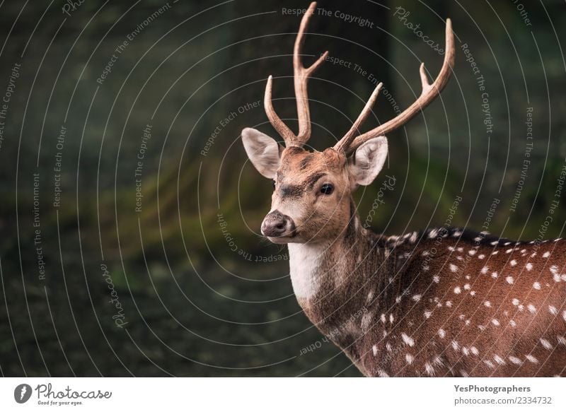 Süßer Damhirsch Hirsch Portrait Mann Erwachsene Natur Park Wald hören lustig natürlich niedlich wild Einsamkeit Deutschland Tiere Horn Bock bedächtig zervikal