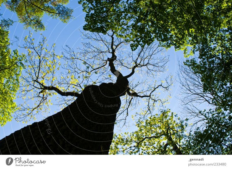 Anders als die Anderen Natur Pflanze Himmel Wolkenloser Himmel Schönes Wetter blau Ast Baumkrone Mai Wald Farbfoto Außenaufnahme Menschenleer Tag Licht Schatten