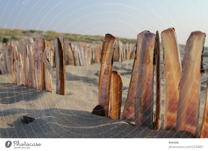 Strandlaternen harmonisch Ausflug Sommer Meer Natur Sand Muschel ästhetisch schön einzigartig braun mehrfarbig Warmherzigkeit ruhig Farbe Freiheit