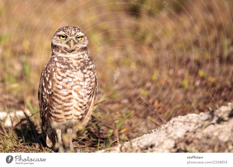 Graue Eule Athene cunicularia Gras Wiese Tier Wildtier Vogel 1 braun gelb gold Grabende Eule Waldohreule Greifvogel Raptor Erdloch Marcoinsel Florida