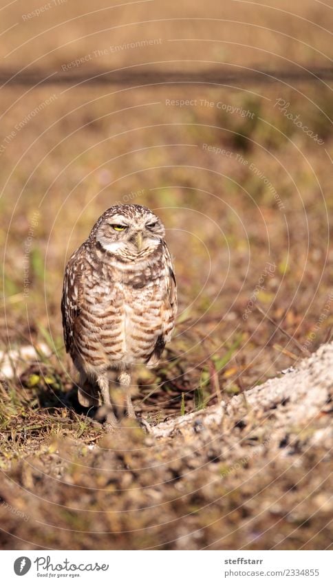 Graue Eule Athene cunicularia Gras Wiese Tier Wildtier Vogel Tiergesicht 1 braun gelb gold Grabende Eule Waldohreule Greifvogel Raptor Erdloch Marcoinsel