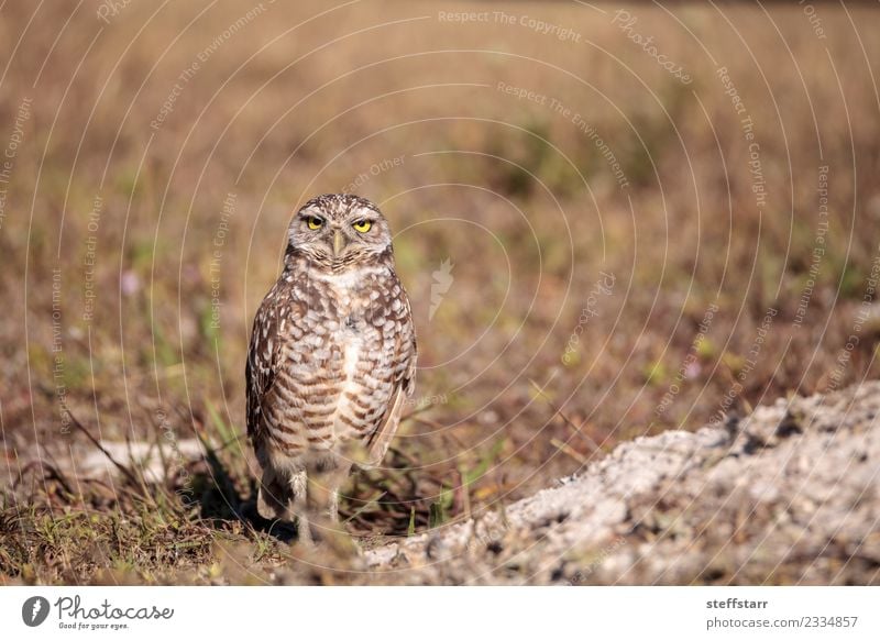 Graue Eule Athene cunicularia Gras Wiese Tier Wildtier Vogel Tiergesicht 1 braun gelb gold Grabende Eule Waldohreule Greifvogel Raptor Erdloch Marcoinsel