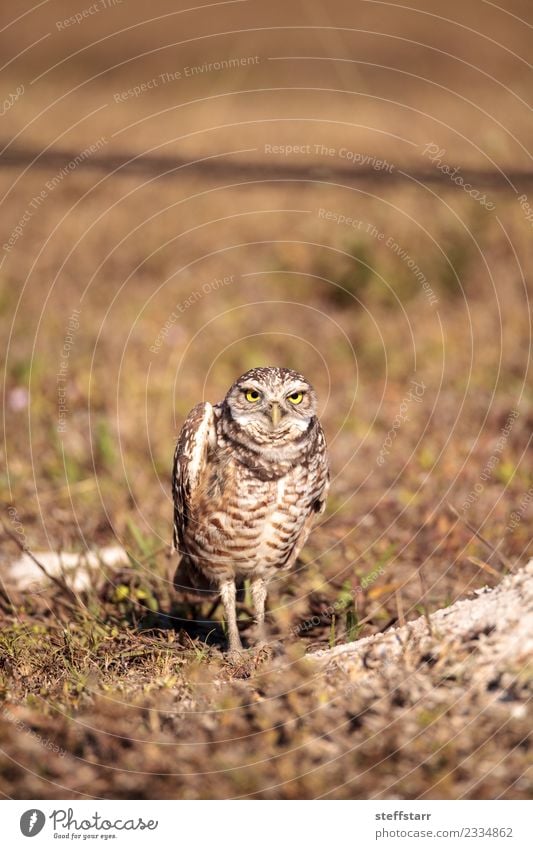 Graue Eule Athene cunicularia Gras Wiese Vogel braun gelb gold Grabende Eule Waldohreule Greifvogel Raptor Erdloch Marcoinsel Florida strahlende Augen