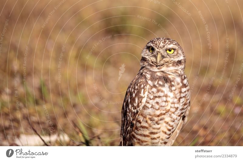 Graue Eule Athene cunicularia Gras Wiese Tier Wildtier Vogel Tiergesicht 1 braun gelb gold Grabende Eule Waldohreule Greifvogel Raptor Erdloch Marcoinsel