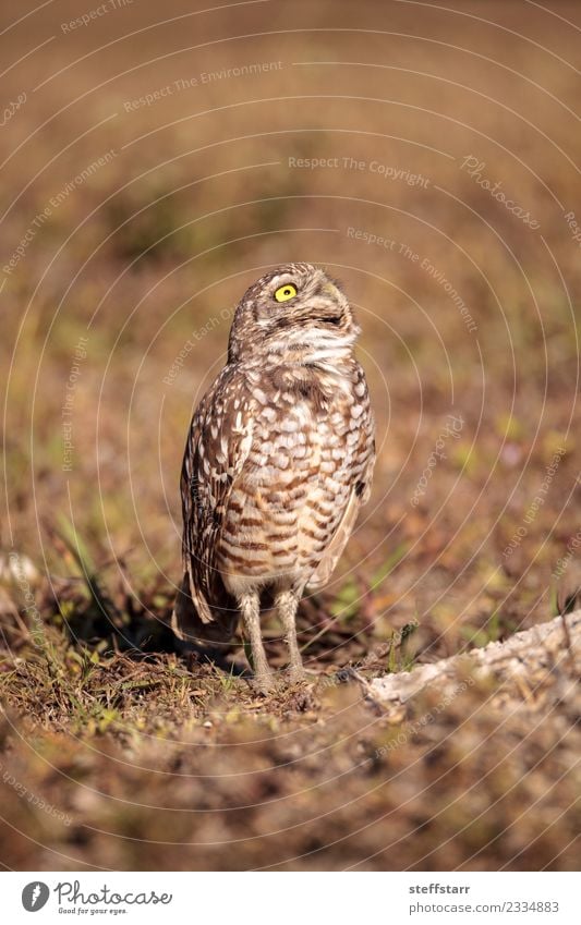 Graue Eule Athene cunicularia Gras Wiese Tier Wildtier Vogel 1 braun gelb gold Grabende Eule Waldohreule Greifvogel Raptor Erdloch Marcoinsel Florida