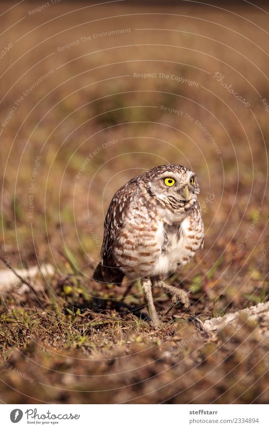 Graue Eule Athene cunicularia liegt auf einer Anhöhe. Gras Wiese Tier Wildtier Vogel Flügel 1 braun gelb gold Grabende Eule Waldohreule Greifvogel Raptor