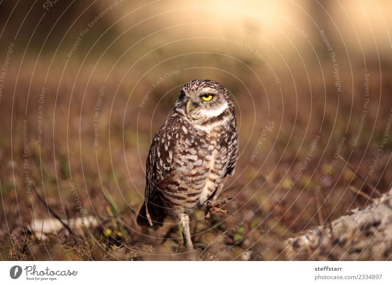 Graue Eule Athene cunicularia Gras Wiese Tier Wildtier Vogel 1 braun gelb gold Grabende Eule Waldohreule Greifvogel Raptor Erdloch Marcoinsel Florida