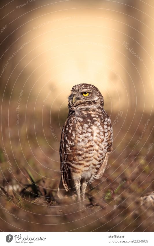 Graue Eule Athene cunicularia Gras Wiese Tier Wildtier Vogel Tiergesicht 1 braun gelb gold Grabende Eule Waldohreule Greifvogel Raptor Erdloch Marcoinsel