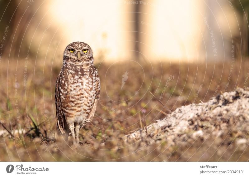 Graue Eule Athene cunicularia Gras Wiese Tier Wildtier Vogel Tiergesicht 1 braun gelb gold Grabende Eule Waldohreule Greifvogel Raptor Erdloch Marcoinsel