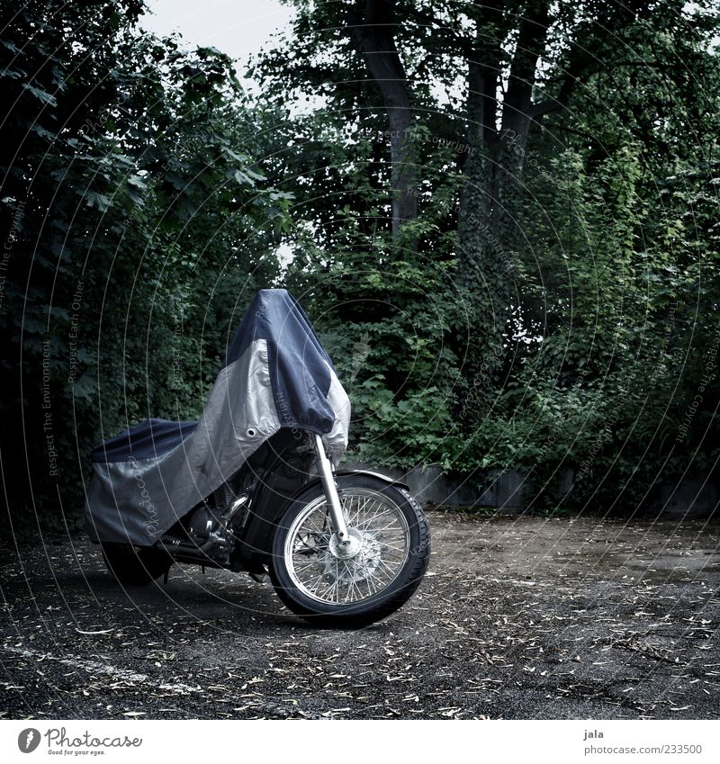 warteposition Pflanze Baum Sträucher Platz Parkplatz Verkehrsmittel Motorrad Abdeckung stehen warten trist Farbfoto Außenaufnahme Menschenleer Tag Wetterschutz