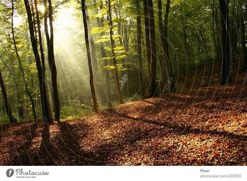 Dämmerung im Wald Leben Sonne Umwelt Natur Landschaft Pflanze Herbst Schönes Wetter Nebel Baum Blatt Park natürlich gelb gold grün Farbe Inspiration Balken Ast