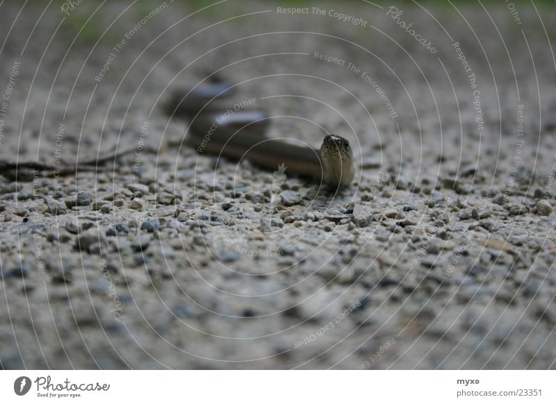 Blindschleiche guckt Reptil Kies Schlange Stein Auge