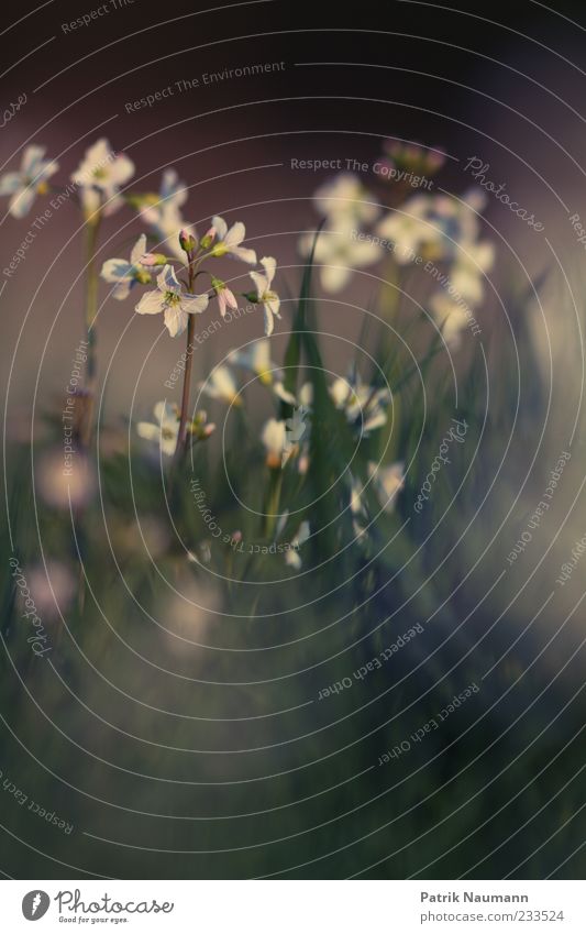 sanft Umwelt Natur Pflanze Frühling Blume Gras Wildpflanze Wiese Blühend Duft Erholung ästhetisch grün Frühlingsgefühle Textfreiraum unten Dämmerung