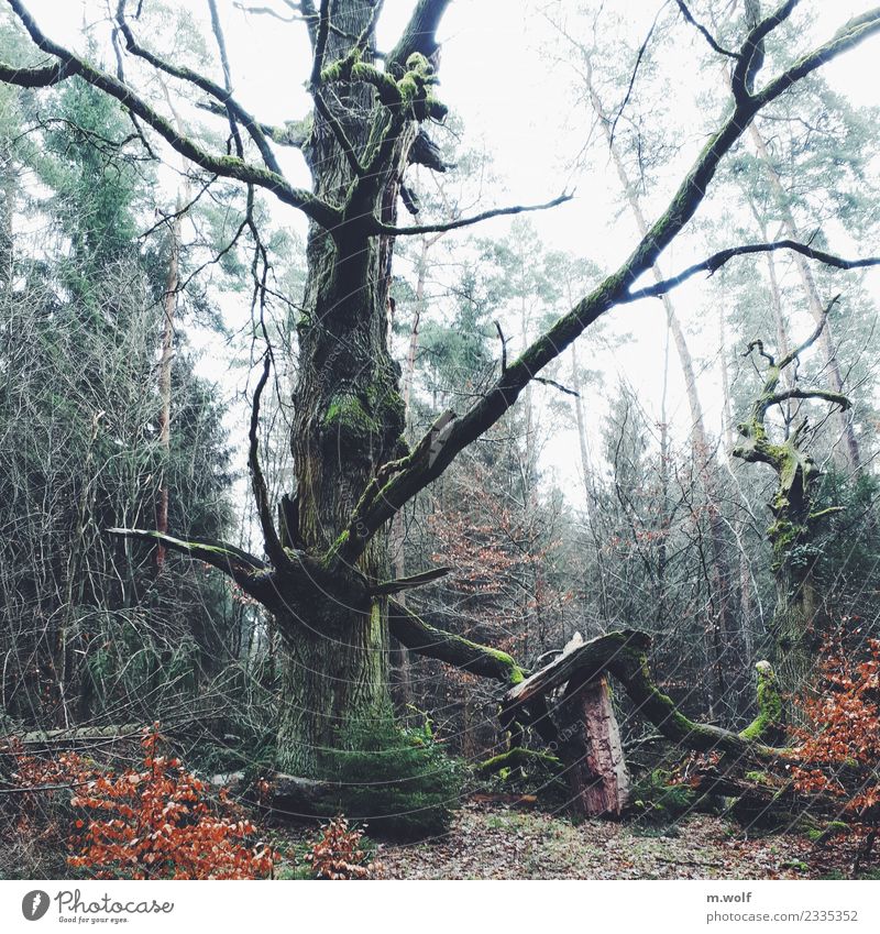 The old one Umwelt Natur Landschaft Pflanze Tier Herbst Nebel Baum Wald Urwald alt außergewöhnlich gigantisch gruselig braun grün Kraft Ausdauer standhaft