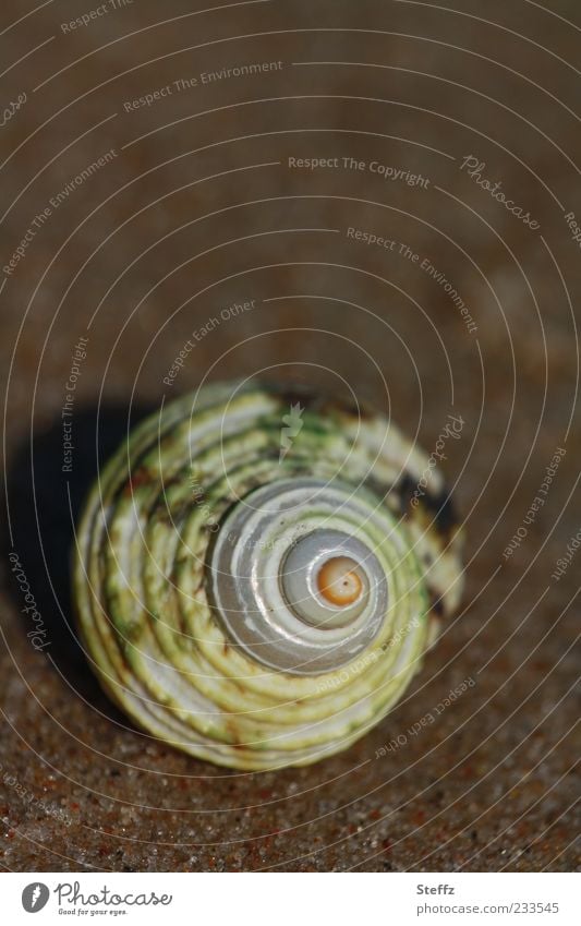 Symmetrie eines Schneckenhauses Spirale symmetrisch Natursymmetrie geometrisch Struktur Form maritim spiralig kugelsymmetrisch Urform symmetrische Formen