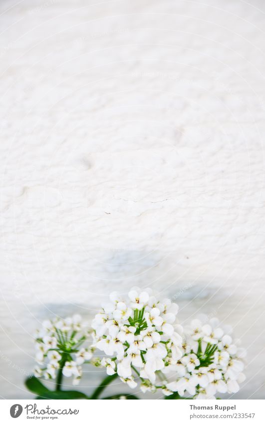 Wandblumen Natur Pflanze Frühling Blume Blüte Grünpflanze Fassade weiß Optimismus Farbfoto Außenaufnahme Nahaufnahme Menschenleer Textfreiraum links