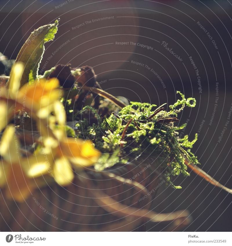 trockenste Ostern seit langem Natur Pflanze Sonnenlicht Blume Moos Blatt Blüte Narzissen braun gelb grün welk Gelbe Narzisse Korb blumenkorb Gesteck Farbfoto