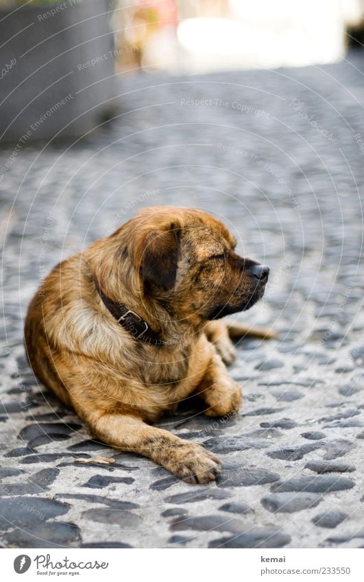 Hundeleben Wege & Pfade Tier Haustier Tiergesicht Fell Kopf Hundehalsband Pfote 1 Stein liegen schlafen ruhig Müdigkeit Pause Erholung Siesta Farbfoto