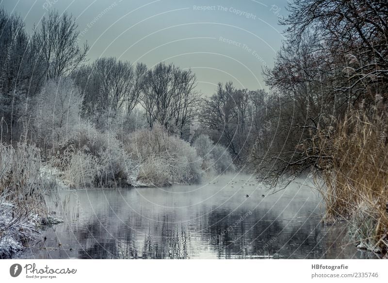 Winterwonderland Umwelt Natur Landschaft Pflanze Wasser Eis Frost Schnee Schneefall Wald Moor Sumpf Teich See Bach Fluss kalt weiß Stimmung Klima Winterstimmung