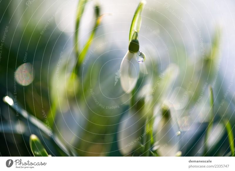 Die Natur erwacht Umwelt Pflanze Tier Wassertropfen Sonnenlicht Frühling Eis Frost Blume Blatt Schneeglöckchen Blütenknospen Garten Wiese Blühend Duft Wachstum