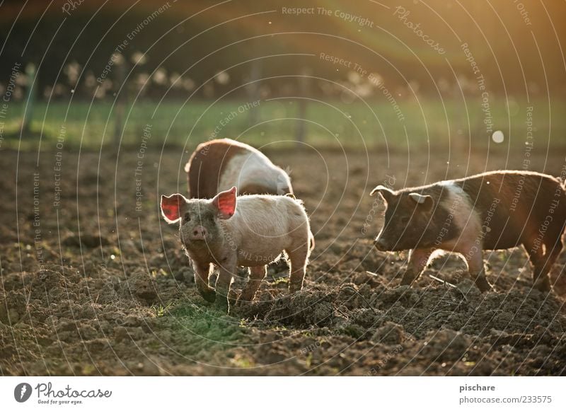 Babe II Natur Feld Nutztier 3 Tier Tiergruppe Tierjunges beobachten Glück natürlich Lebensfreude Neugier Schwein Ferkel Bauernhof Farbfoto Außenaufnahme