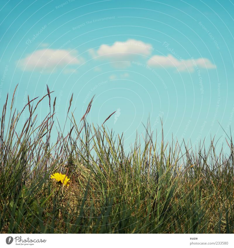 Sommerwiese Umwelt Natur Himmel Wolken Klima Schönes Wetter Gras Wiese Fröhlichkeit natürlich schön blau grün Löwenzahn Farbfoto mehrfarbig Außenaufnahme