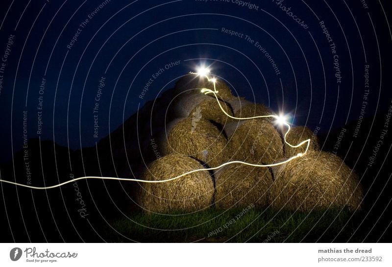 NÄCHTLICHES GEWUSEL Umwelt Natur Landschaft Pflanze Nachthimmel Horizont Schönes Wetter Gras Sträucher Nutzpflanze Wiese Feld ästhetisch außergewöhnlich dunkel