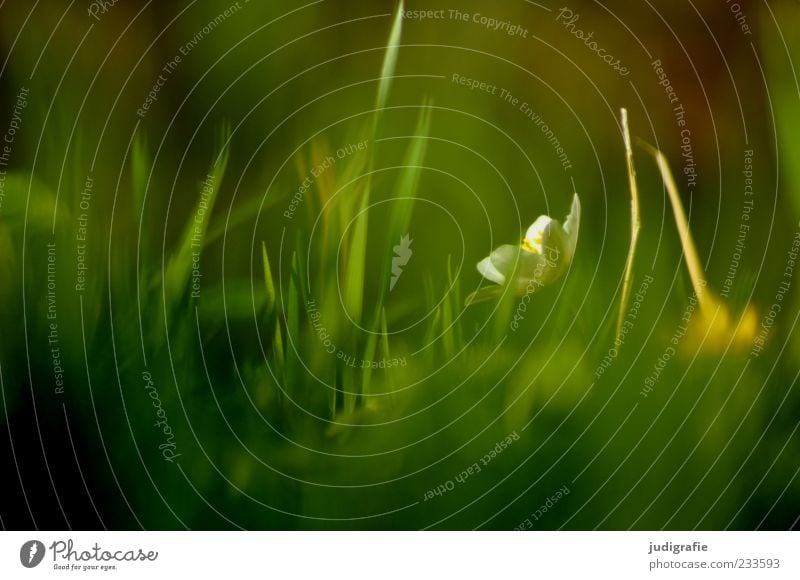 Wiese Umwelt Natur Pflanze Frühling Gras Blüte Duft Wachstum natürlich grün Stimmung Vergänglichkeit leuchten Farbfoto Menschenleer Tag Sonnenlicht Unschärfe