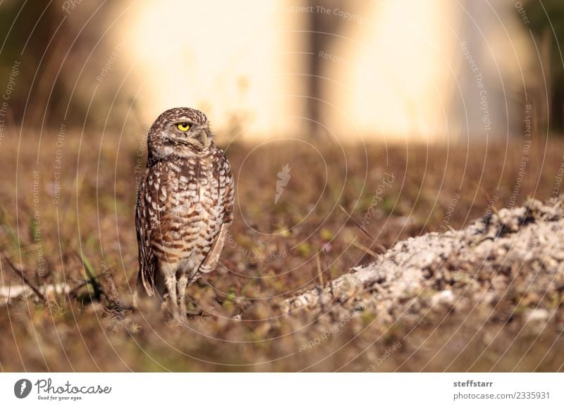 Graue Eule Athene cunicularia Gras Wiese Vogel braun Grabende Eule Waldohreule Greifvogel Raptor Erdloch Marcoinsel Florida strahlende Augen gelbe Augen