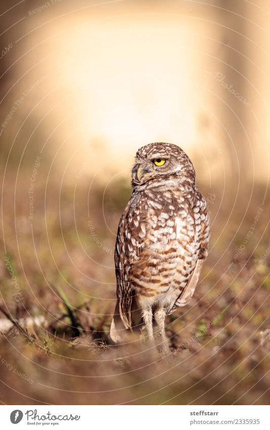 Graue Eule Athene cunicularia Gras Wiese Tier Wildtier Vogel Tiergesicht Flügel 1 Blick sitzen braun geheimnisvoll Grabende Eule Waldohreule Greifvogel Raptor