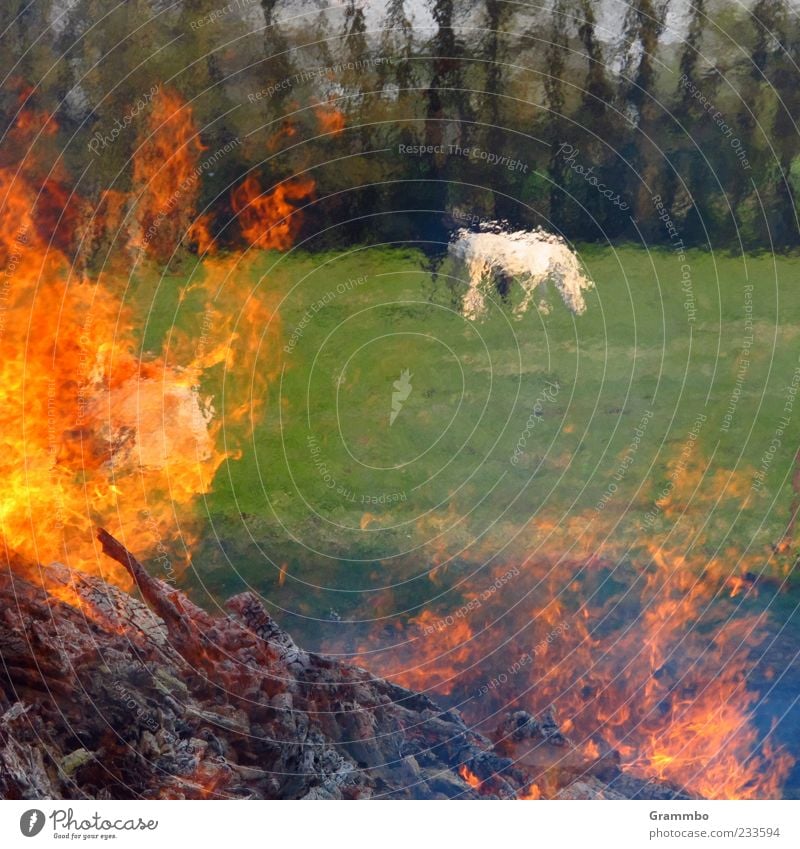 Flimmernde Pferde Feuer Gras Wiese Tier Nutztier 2 heiß grün rot Flamme brennen Osterfeuer Farbfoto Außenaufnahme Wärme Feuerstelle schemenhaft Weide Fressen