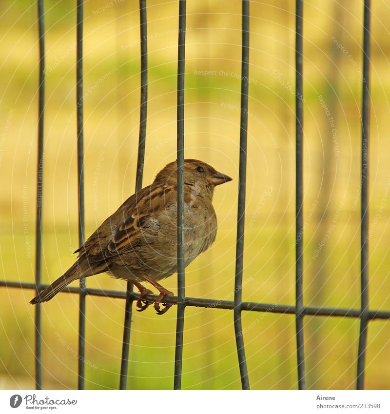 Augen auf und durch! Tier Vogel Spatz 1 Metall beobachten hocken sitzen frech klein Neugier braun gelb grün schwarz Pause Gitter Zaun Bauzaun Drahtzaun Halt