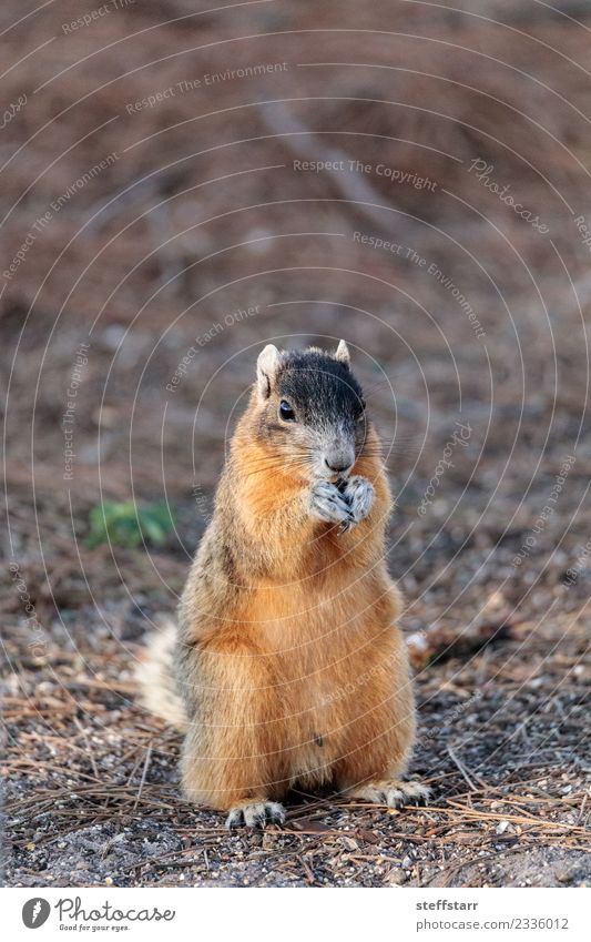 Ostfuchs Eichhörnchen Sciurus niger Essen Natur Tier Wildtier Tiergesicht 1 niedlich braun rot Bryant Fuchs Eichhörnchen Fuchshörnchen Florida Nagetiere