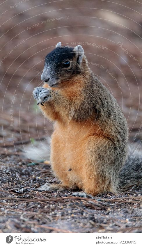 Ostfuchs Eichhörnchen Sciurus niger Essen Natur Tier Wildtier 1 niedlich braun rot Bryant Fuchs Eichhörnchen Fuchshörnchen Florida Nagetiere Tierwelt