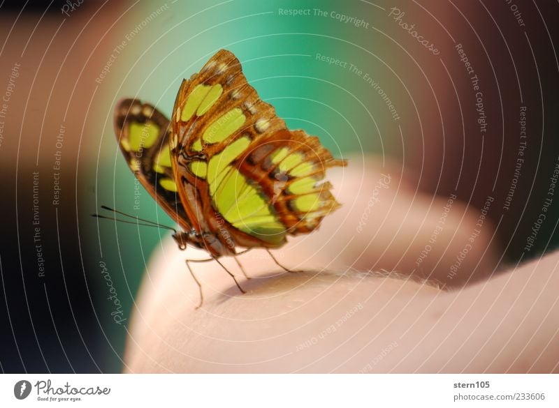 get ready to fly Sommer Natur Wildtier Schmetterling Flügel Glück Zufriedenheit Tierliebe Romantik Verlässlichkeit Gelassenheit geduldig ruhig