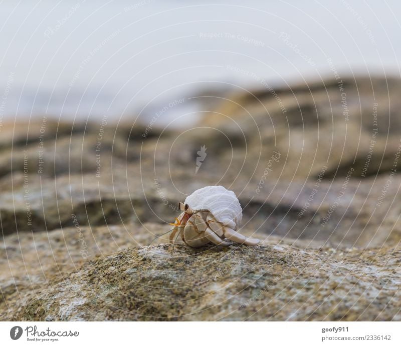 Einsiedlerkrebs II Ferien & Urlaub & Reisen Abenteuer Umwelt Sand Schönes Wetter Felsen Küste Strand Bucht Meer Tier Wildtier Muschel Tiergesicht Fährte