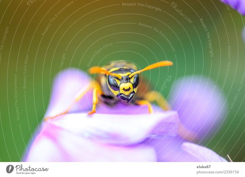 Polistes - Closeup Sommer Natur Pflanze springen gelb violet flower wildlife garden bee nectar wasp natural insect beautiful animal bloom meadow season