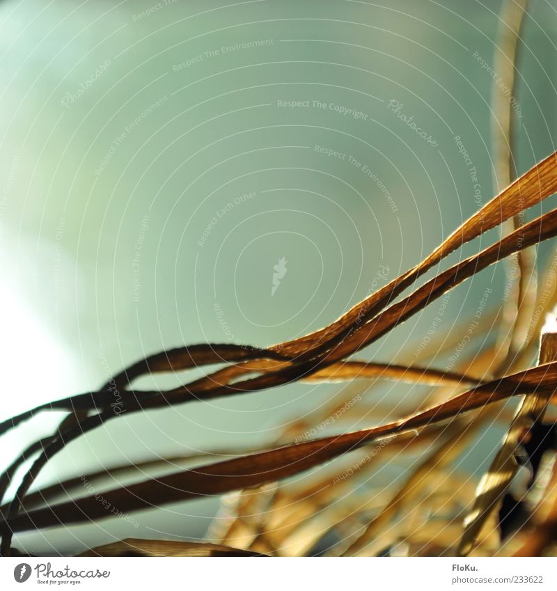 trockene Gräser Natur Sonnenlicht Pflanze Gras Sträucher Blatt Grünpflanze alt trist blau gelb Verfall Vergänglichkeit Wandel & Veränderung Halm vertrocknet