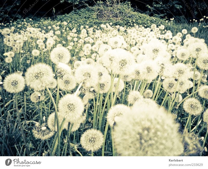 pustekuchen. Freiheit Garten Umwelt Natur Landschaft Pflanze Frühling Sommer Blume Gras Sträucher Grünpflanze Nutzpflanze Wildpflanze Löwenzahn Wiese Feld