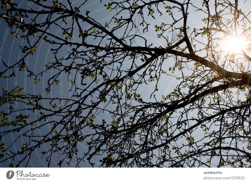 Gegenlicht Pflanze Himmel Wolkenloser Himmel Frühling Klima Klimawandel Schönes Wetter Blüte Blühend Wachstum Blütenknospen Farbfoto Gedeckte Farben